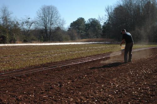 fertilizantes utilizados ao plantar batatas