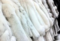 Como distinguir a falsificação de норковой casacos de pele - instrução