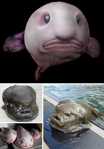 the ugliest animals in the world