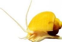 Snail ampulyarii - exotic pet
