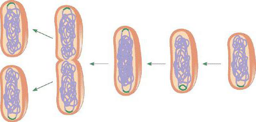 mitose de células