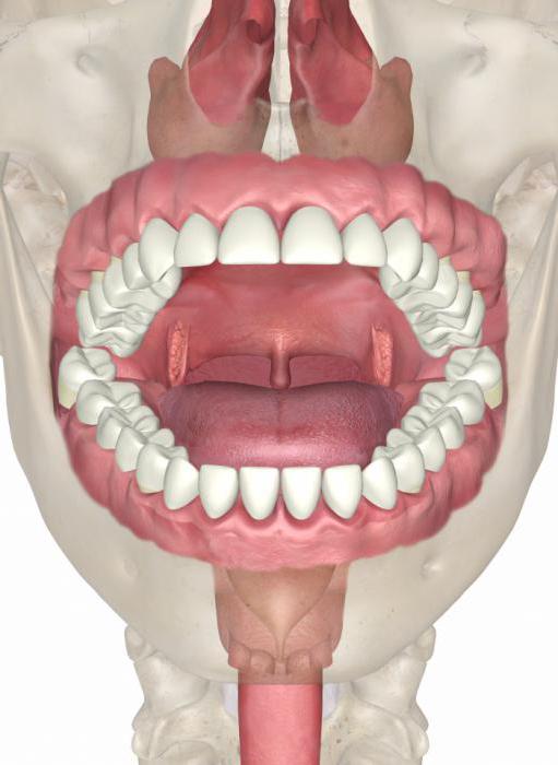 анатомія паражніны рота і зубоў