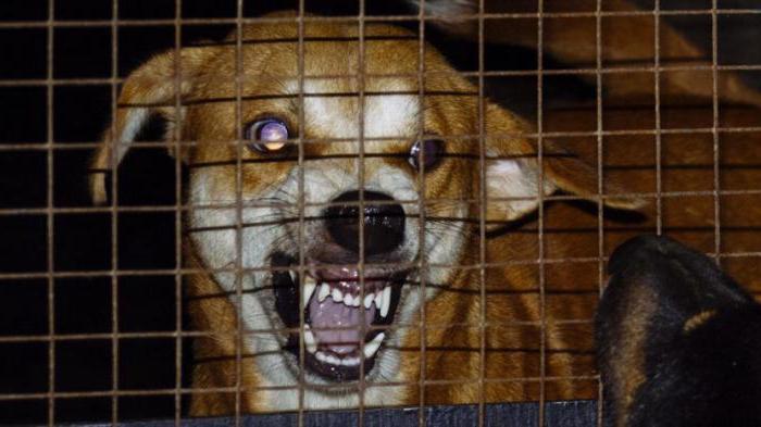rabies in dogs symptoms