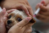 Rabies in dogs: how to identify the symptoms, causes and treatment