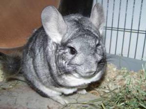 name for the chinchilla girl