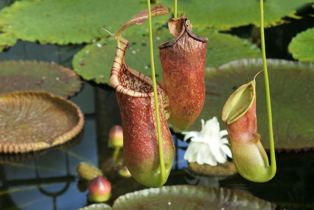 carnivorous plant nepenthes