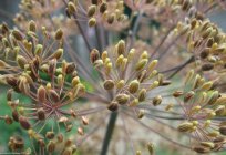 Dill: planting and care. Basic rules