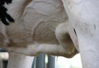 牛的乳房：描述、结构、可能的疾病和治疗