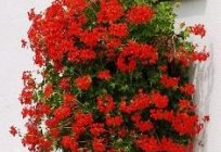 Ампельная geranium - idealne do dekoracji okien i balkonów