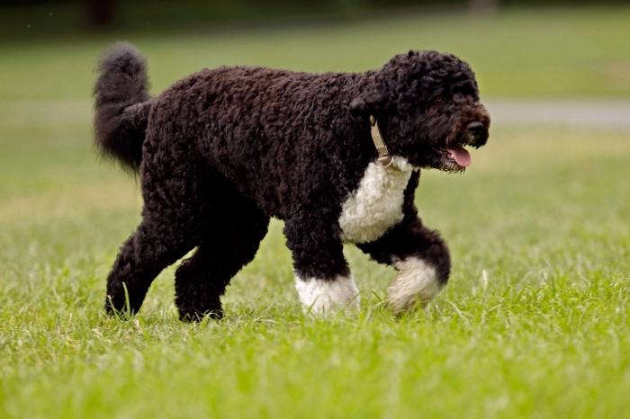 photo of the Portuguese water dog