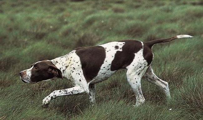 Dog breed pointer photo