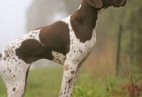 Pointer (dog breed): description, breed standard, character, photos and reviews of dog breeders