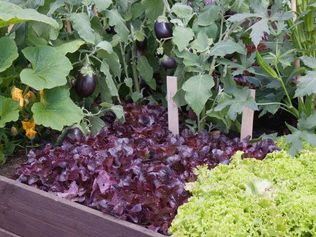 zgodność sadzenia warzyw w ogródku