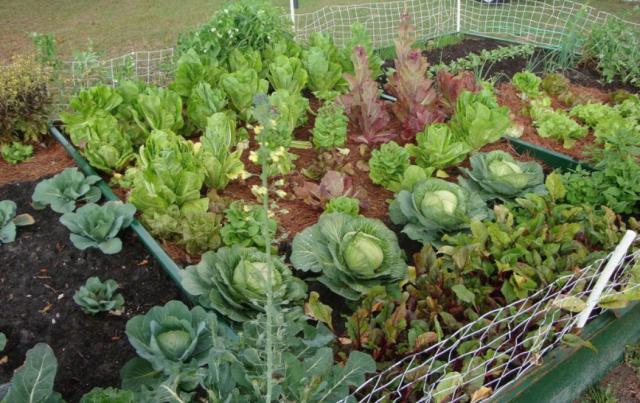 la compatibilidad de la plantación de hortalizas en invernadero