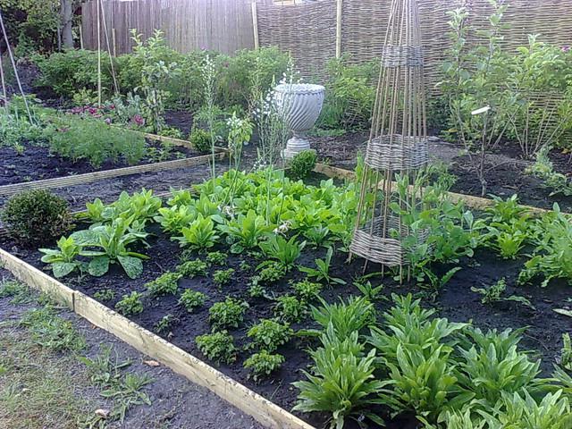 compatible vegetables at planting photo