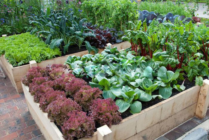 compatible vegetables when planting in the country