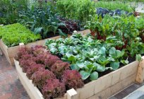 Warzywa: zgodność sadząc w ogrodzie