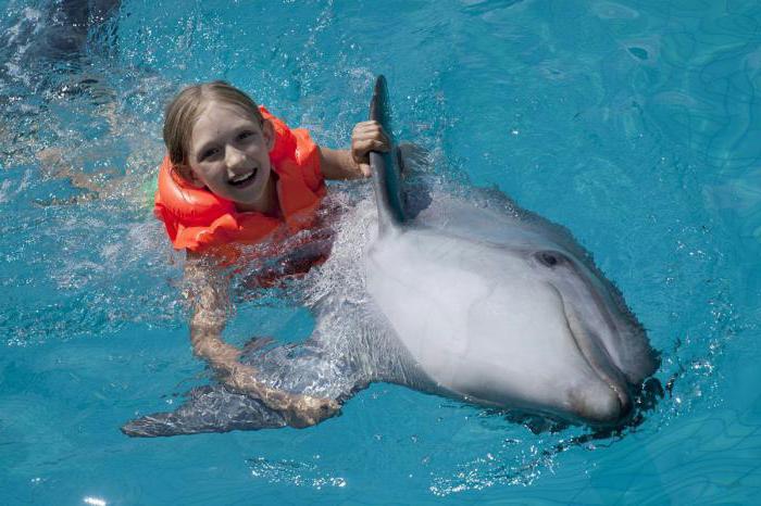 السباحة مع الدلافين في موسكو للأطفال