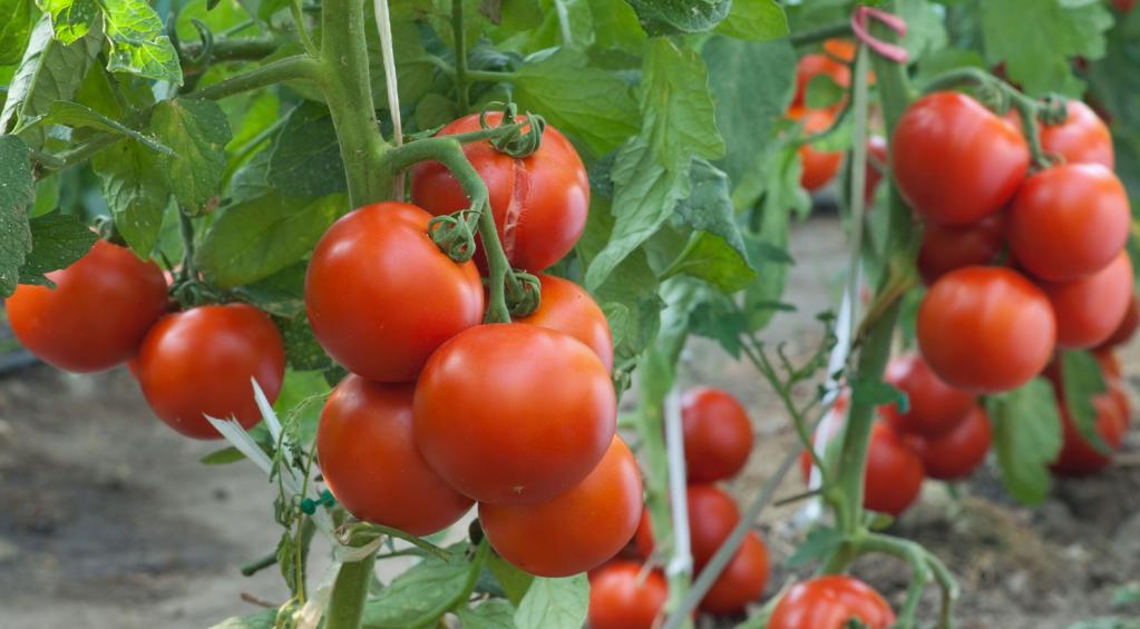 富有成果的种子的番茄