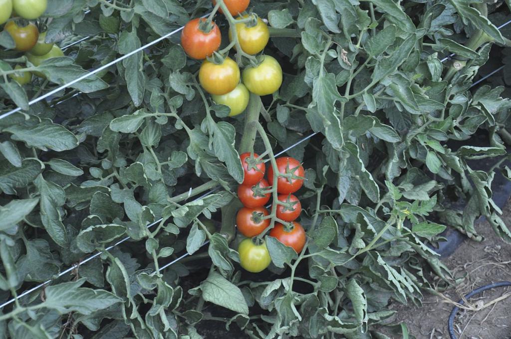 收获番茄种子