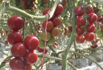 Tomato seeds: the most productive varieties, reviews
