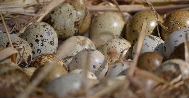 when start laying eggs quail