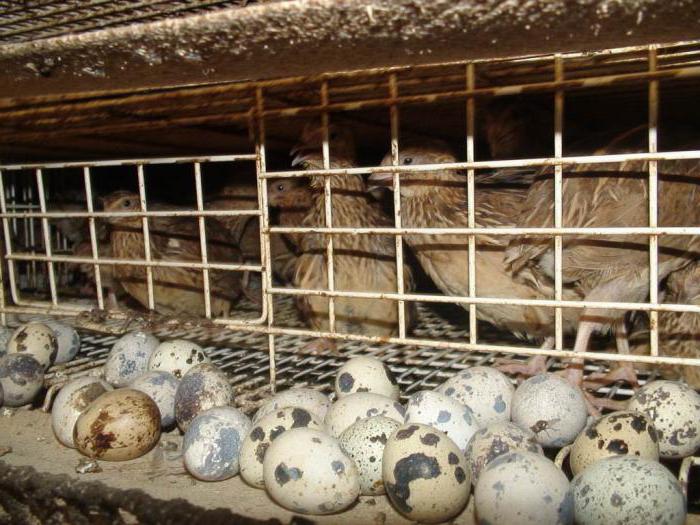 quail start laying eggs at the age