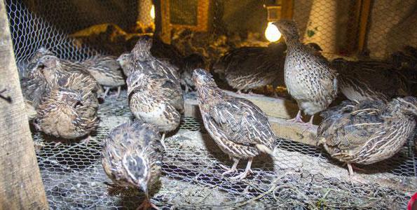 at what age do quail start laying eggs