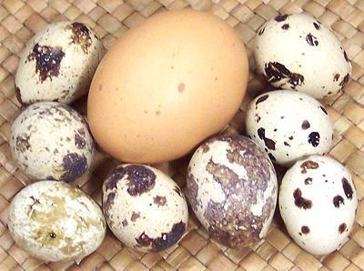 how many quails start laying eggs