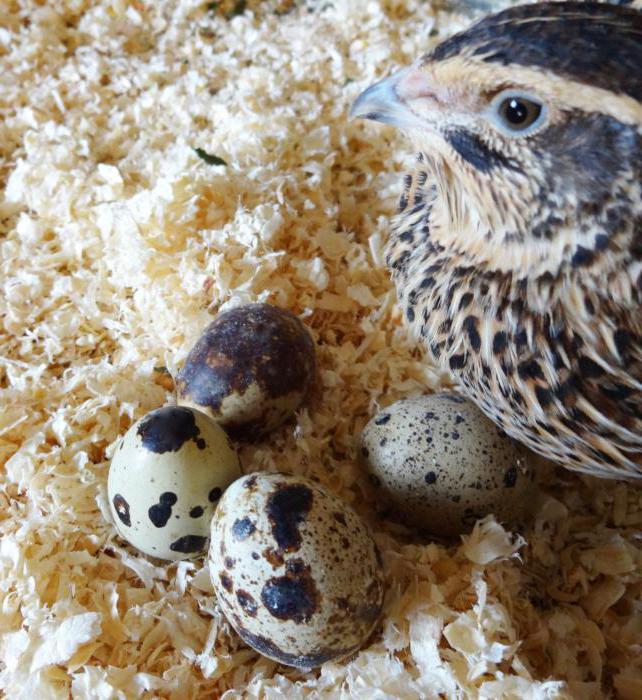 why young quail start laying