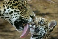Jaguar: zwierzę królów
