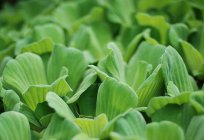 Акваріумне рослина пістія, або водяний салат: опис, фото, зміст
