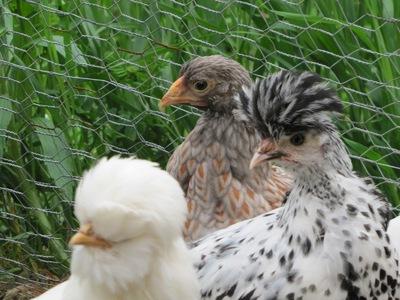 el Contenido de las gallinas ponedoras en la casa de campo