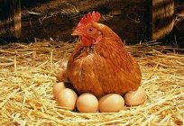 のコンテンツの卵鶏に保護していく