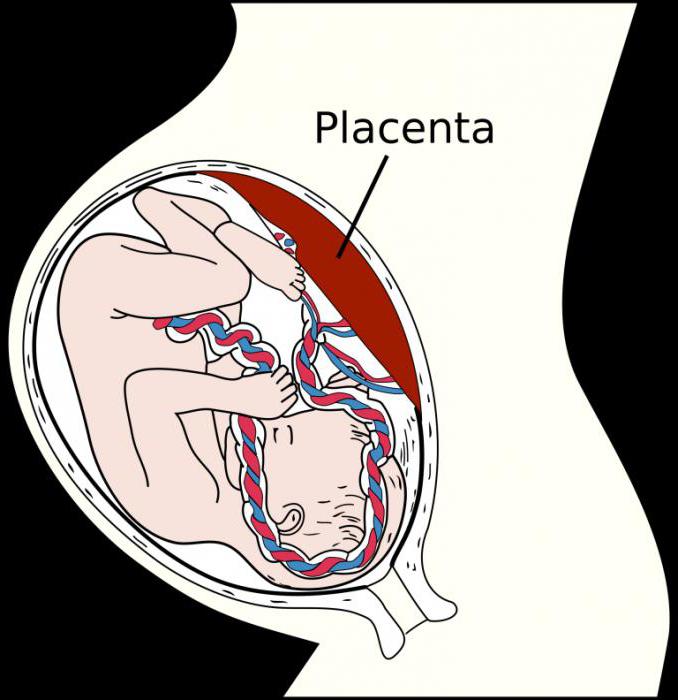 қолмен бөлімшесі плацентаның