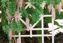 Trellis for flowers and plants