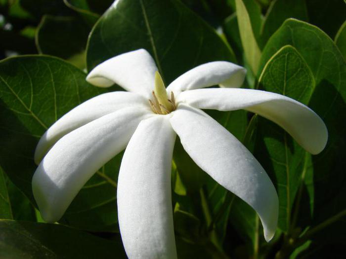Tahitian Gardenia