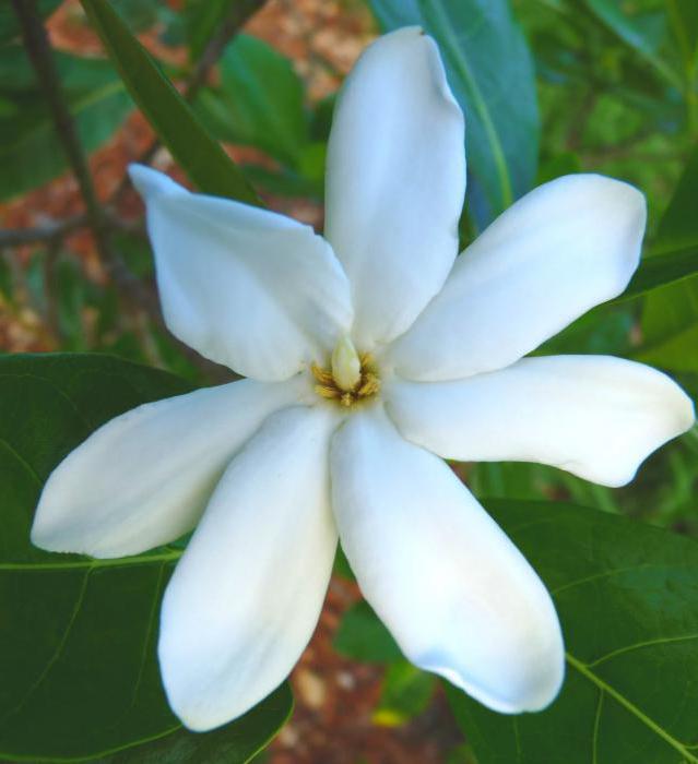таитянская Gardenie Beschreibung