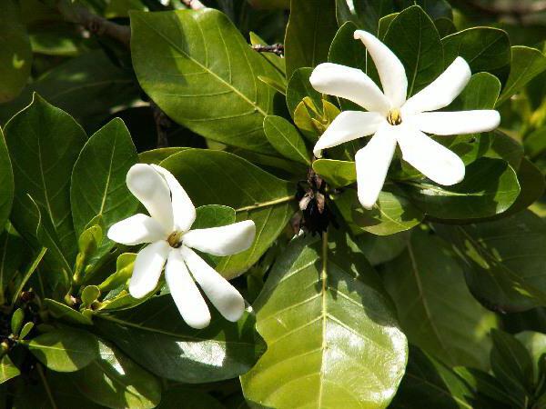 таитянская Gardenia Pflege