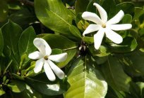 Таитянская Gardenie: Foto, Beschreibung, Pflege