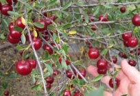 Las mejores variedades de cerezas de la región de leningrado
