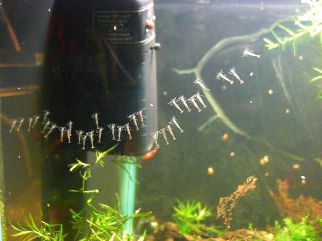 Garnelen filtern im Aquarium