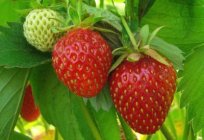 Wann Erdbeeren Pflanzen: bestimmen Sie die optimale Pflanzzeit