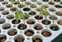 Orzechy laskowe: sadzenie i pielęgnacja. Sadzenie jesienią orzechów laskowych