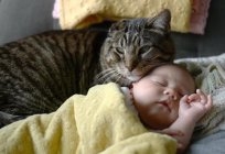 Панлейкопения bei Katzen: Symptome und Behandlung, die Gefahr für den Menschen