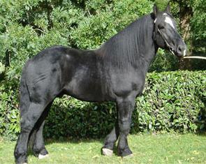 Horse breeds, the Percheron