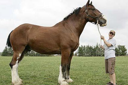 Horse breeds, the Percheron growth