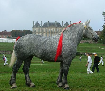 Cavalo de raça першерон foto