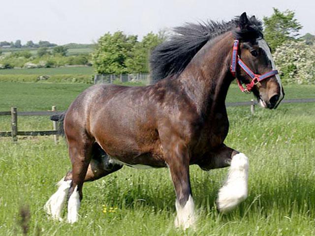 Horse breeds, the Percheron size