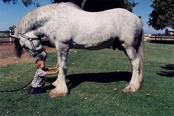 Horse Percheron photo